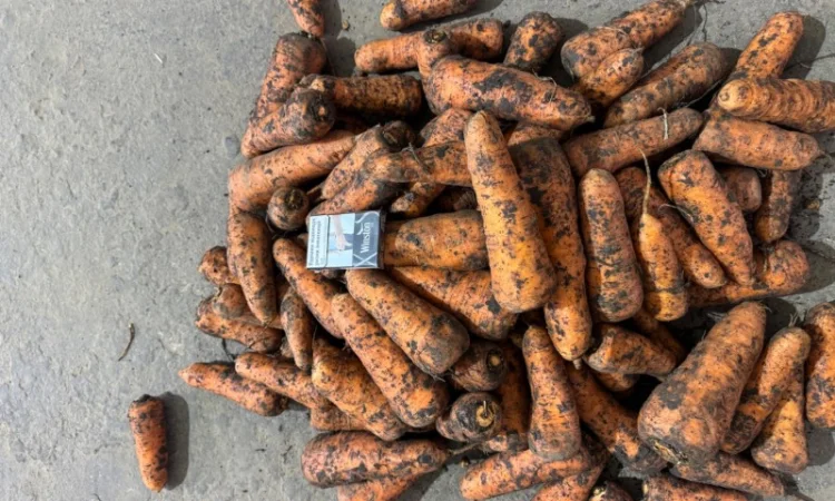 Якісна морква на продаж - фото № 2