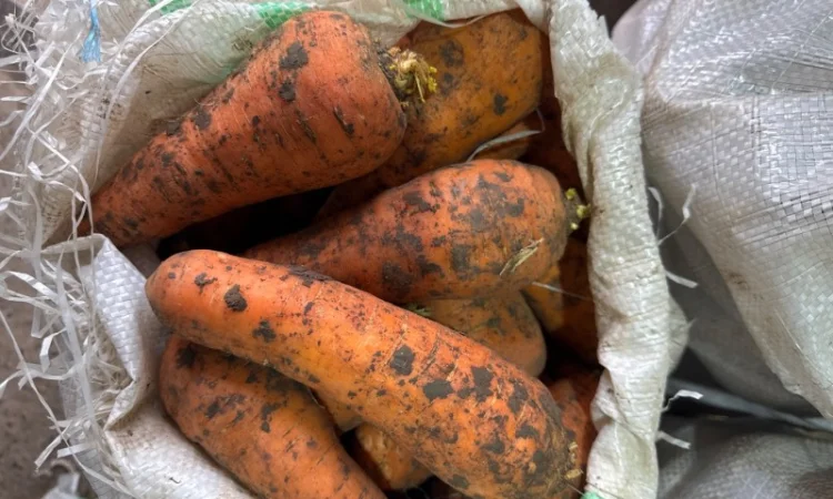 Якісна морква на продаж - фото № 3