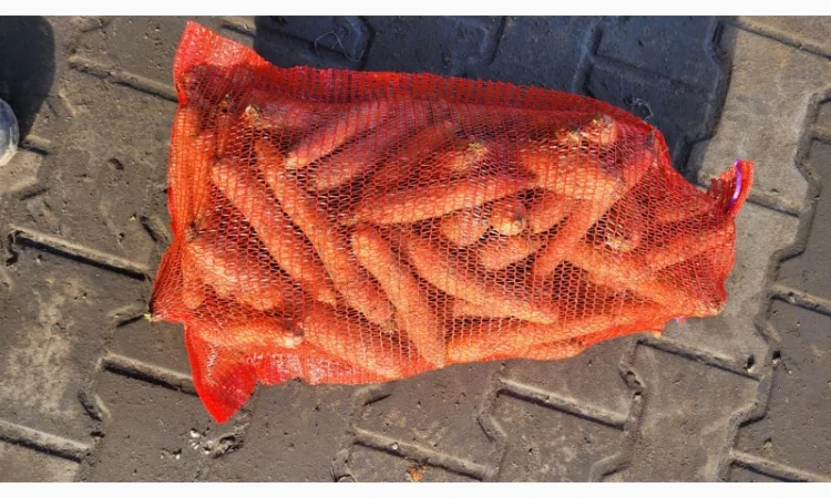 Покупка моркви оптом - фото № 1