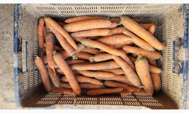 Покупка моркви оптом - фото № 2