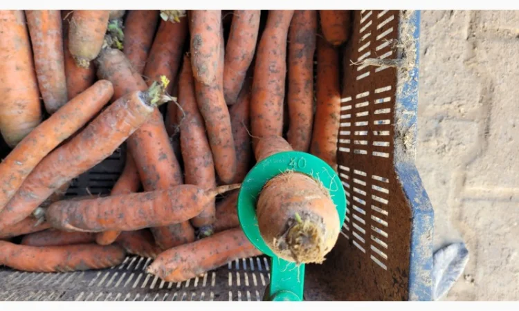 Покупка моркви оптом - фото № 3