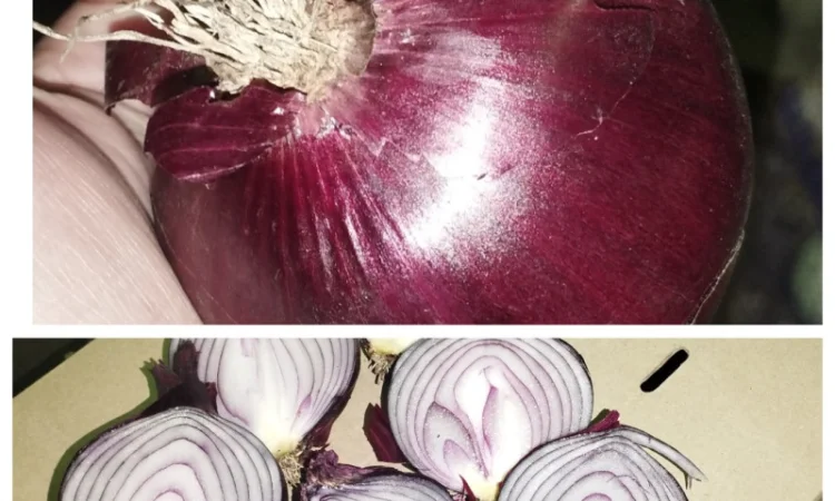 Продам червону цибулю Royo Duro - фото № 2