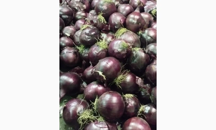 Продам червону цибулю Royo Duro - фото № 4