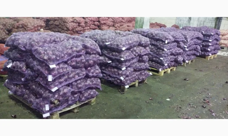 Продам червону цибулю Royo Duro - фото № 1