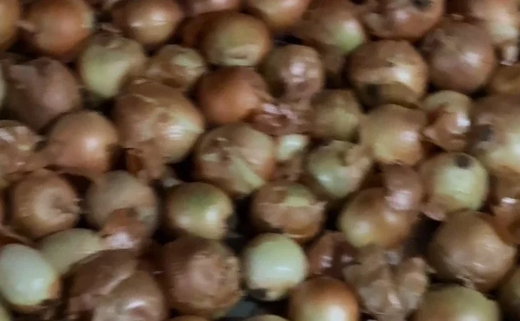 Продаж цибулі на перо, сорт Рина 5+ - фото № 1