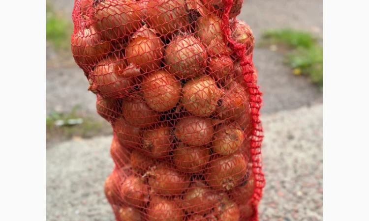 Продається цибуля сорту Дерек - фото № 3