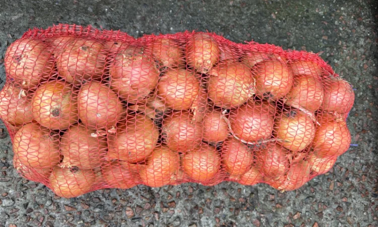 Продається цибуля сорту Дерек - фото № 4