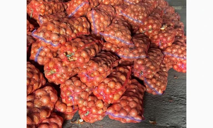 Продається цибуля сорту Дерек - фото № 5