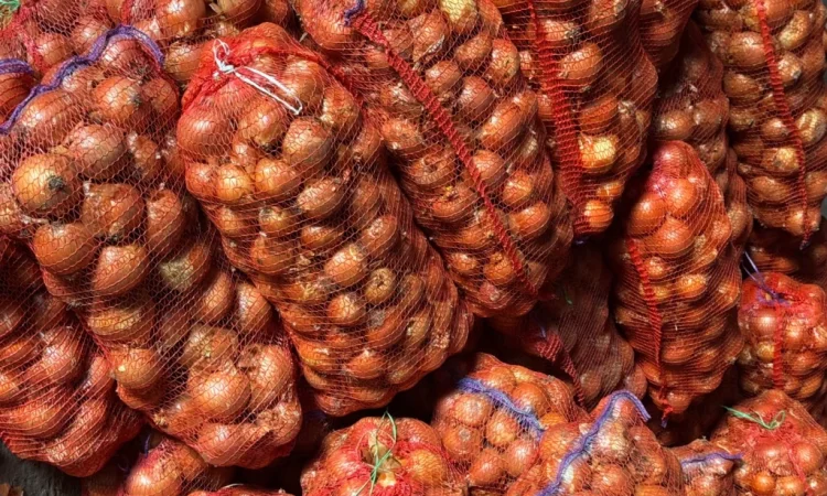 Продається цибуля сорту Дерек - фото № 6