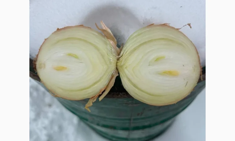 Продаж ріпчастої цибулі - фото № 1