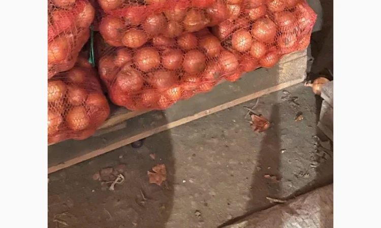 Продаж лука оптом від 10 тонн - фото № 1