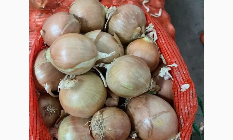 Лук продовольственный від виробника, 10 тонн в наявності - фото № 3