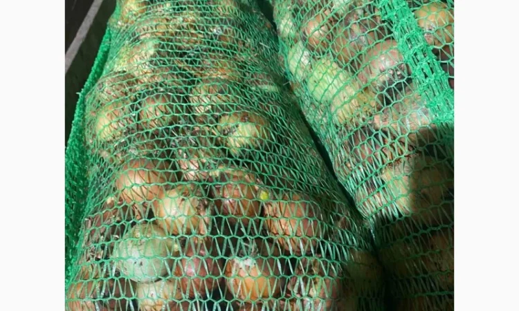 Лук продовольственный від виробника, 10 тонн в наявності - фото № 4