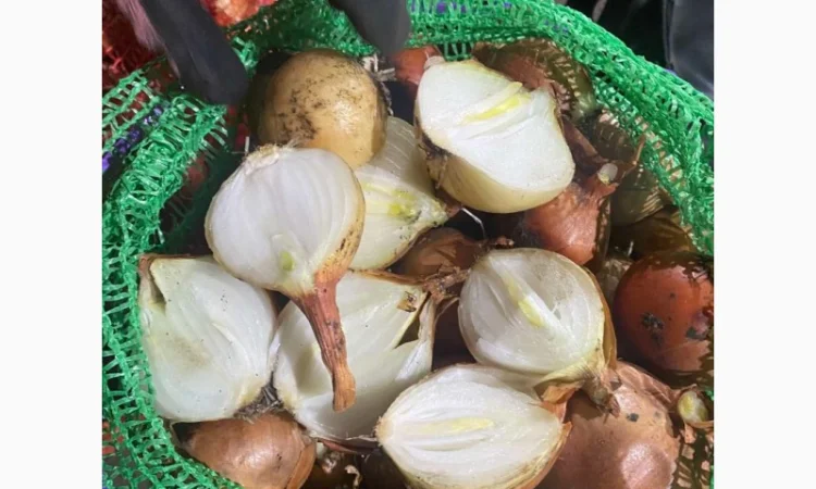 Лук продовольственный від виробника, 10 тонн в наявності - фото № 5