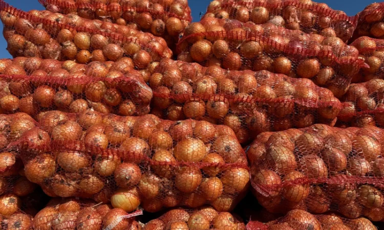 Продаж лука ріпчастого оптом - фото № 1