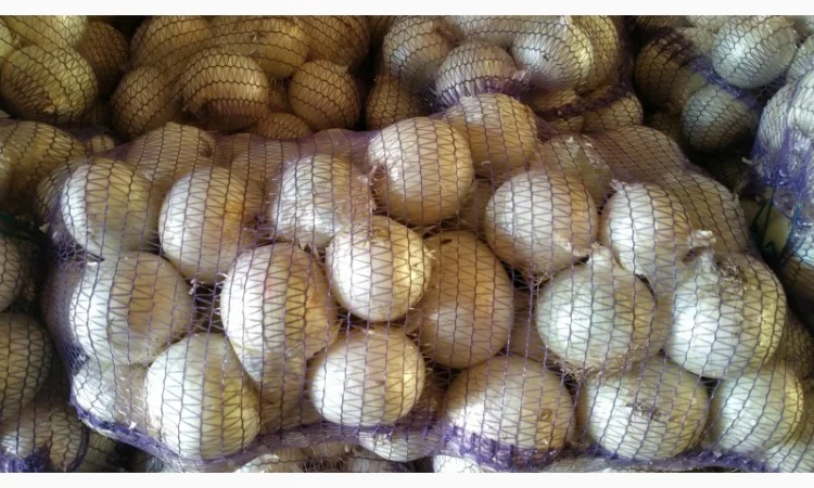 Продажа Лука белого сорта Стерлинг - фото № 1