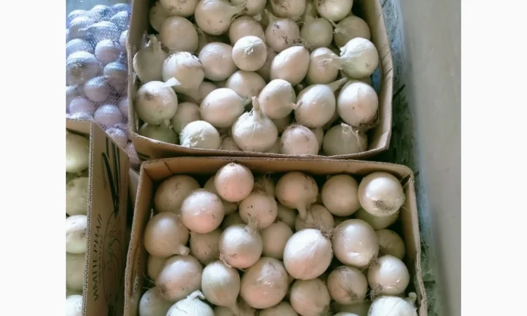 Продажа Лука белого сорта Стерлинг - фото № 2