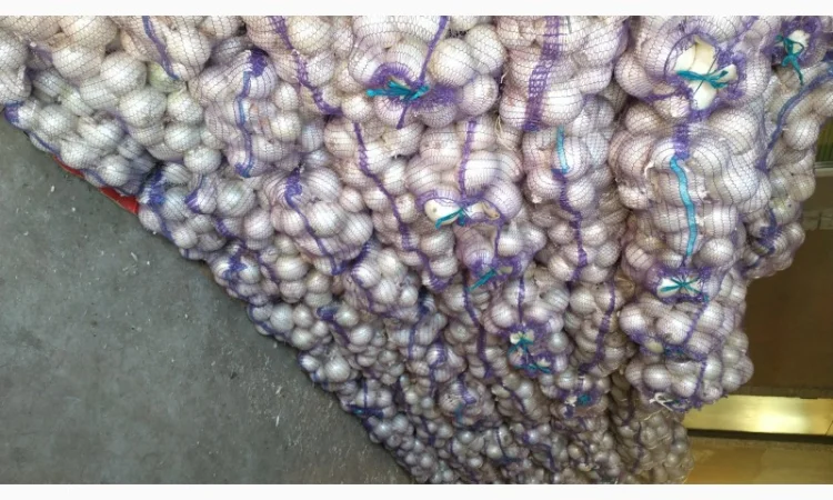 Продажа Лука белого сорта Стерлинг - фото № 3