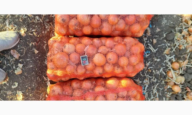 Цибуля МЕЛОРІ на продаж - фото № 1