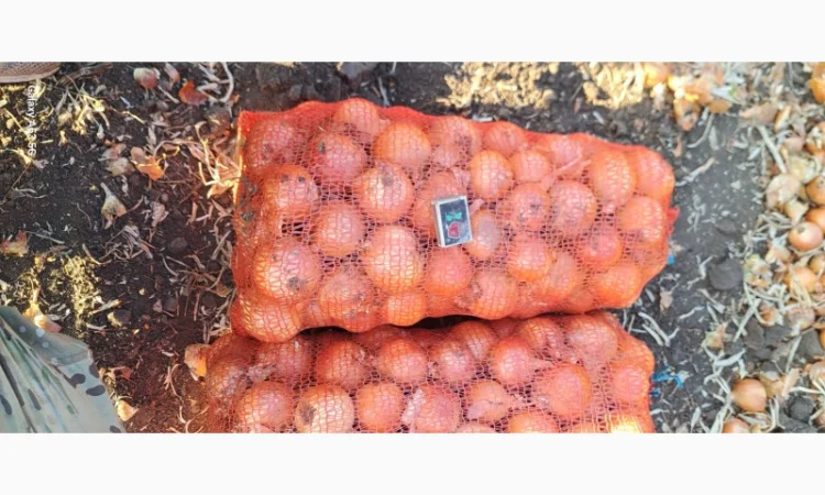 Цибуля МЕЛОРІ на продаж - фото № 2