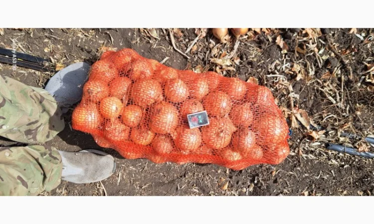 Цибуля МЕЛОРІ на продаж - фото № 3