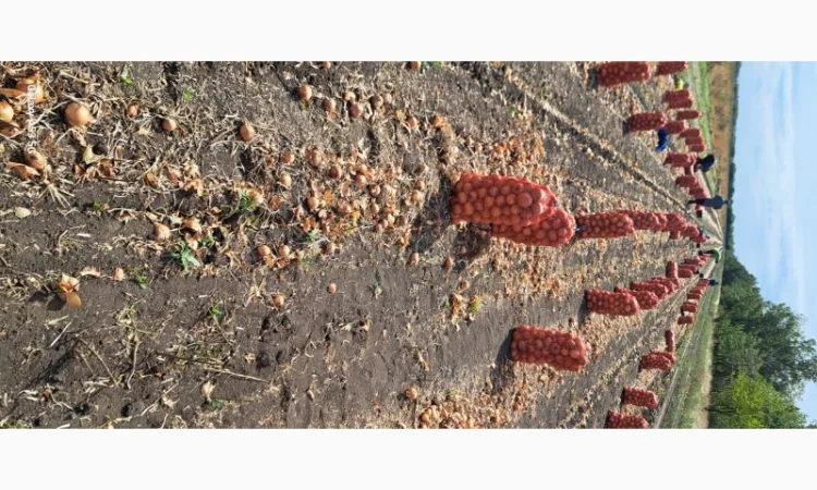 Цибуля МЕЛОРІ на продаж - фото № 4