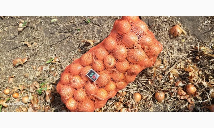 Цибуля МЕЛОРІ на продаж - фото № 5