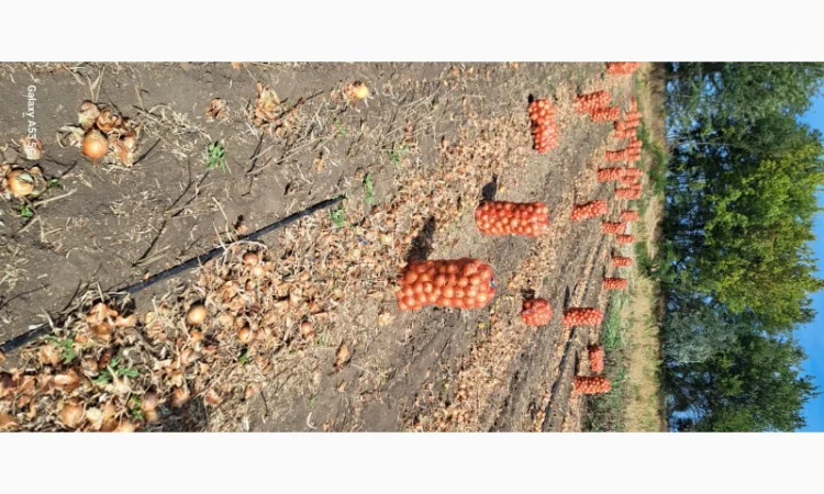 Цибуля МЕЛОРІ на продаж - фото № 6