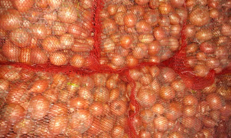 Цибуля на продаж - фото № 2