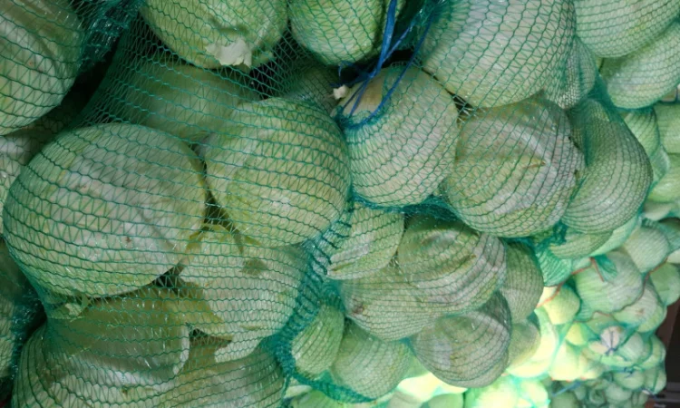 Цибуля на продаж - фото № 7