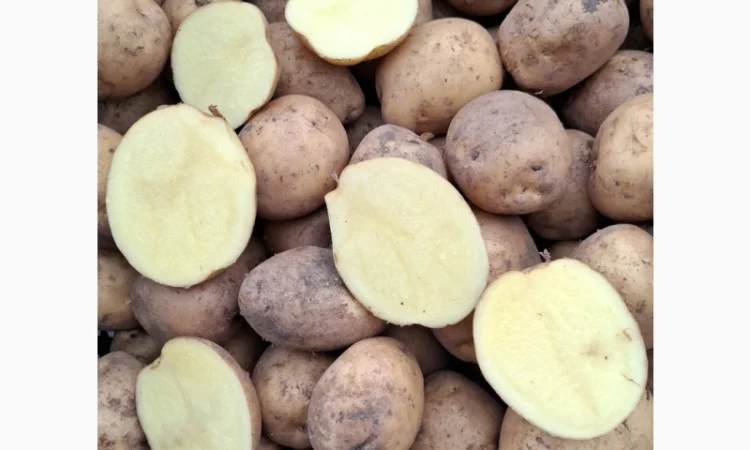 Цибуля на продаж - фото № 9