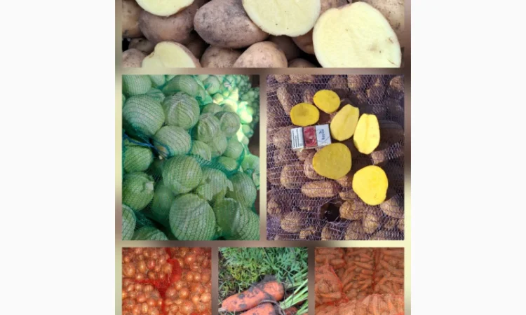 Цибуля на продаж - фото № 11