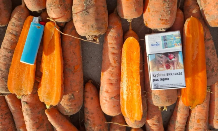 Цибуля на продаж - фото № 6