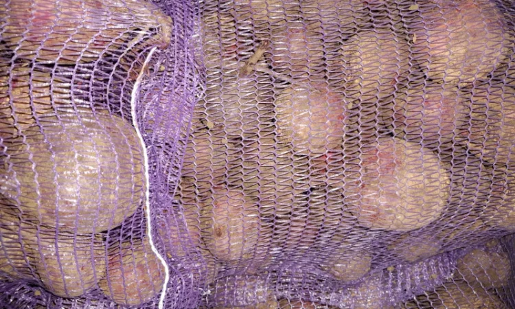 Цибуля на продаж - фото № 13