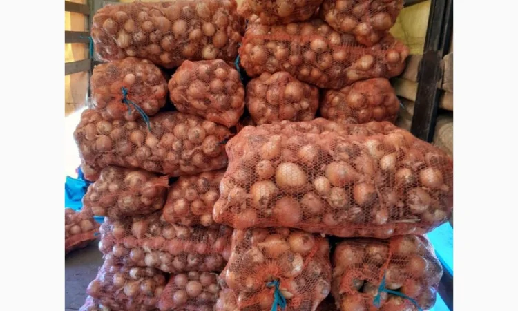 Продажа цибулі сорту Банко - фото № 1