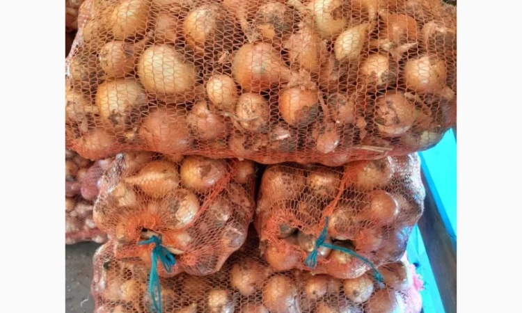 Продажа цибулі сорту Банко - фото № 2