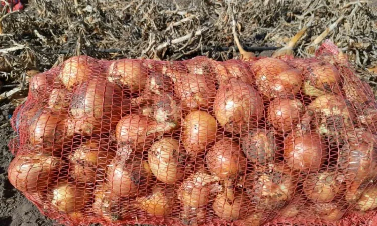 Продажа цибулі сорту Банко - фото № 4