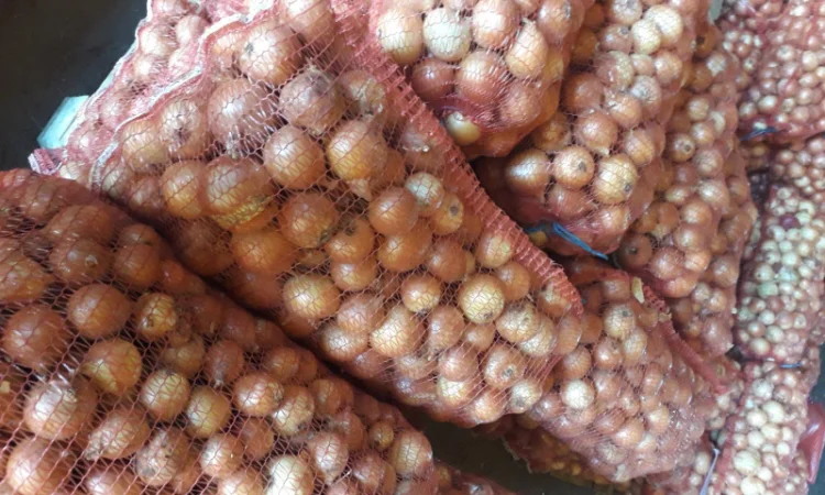 Цибуля ріпчаста на зелень - фото № 1