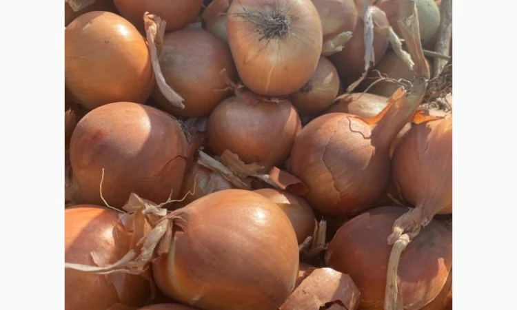 Продаж цибулі сортів Джела, Олоросо, Сонома та інших - фото № 2