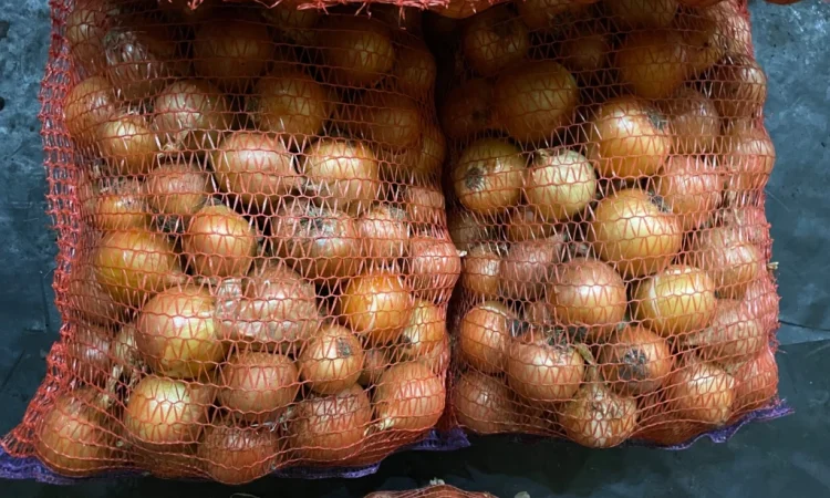 Продаю Цибулю медуза - фото № 1