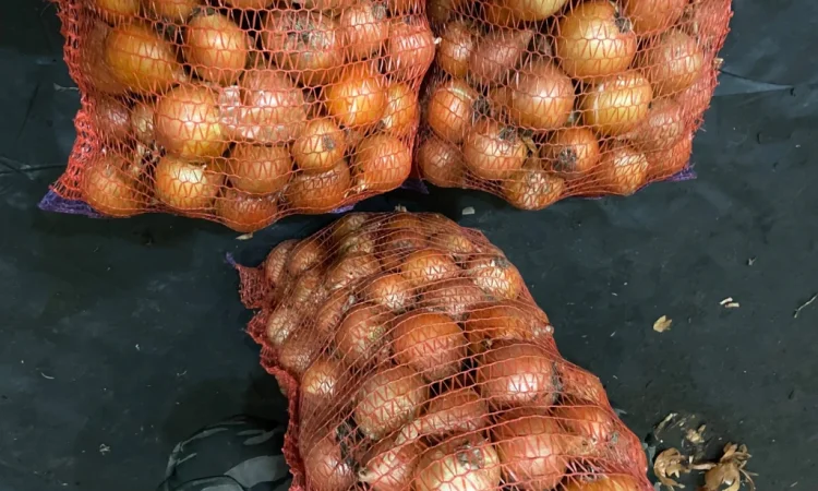 Продаю Цибулю медуза - фото № 2