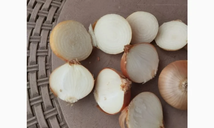 Продаю цибулю ріпчасту жовту - фото № 2