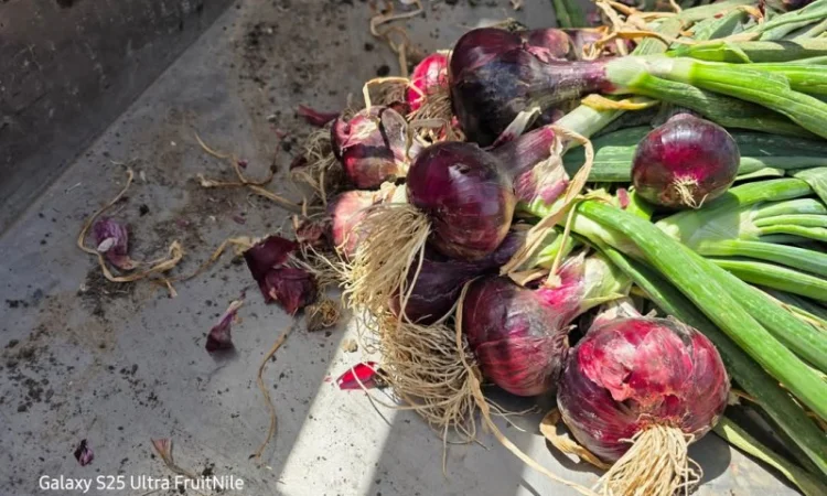 Продаж червоного лука - фото № 2