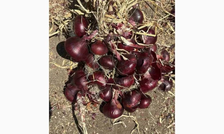 Продаж червоного лука - фото № 4