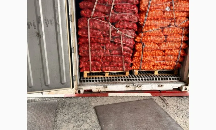 Продажа египетского лука жёлтого - фото № 1