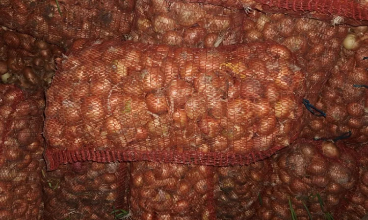 Продаж лука штутгарт на перо - фото № 1