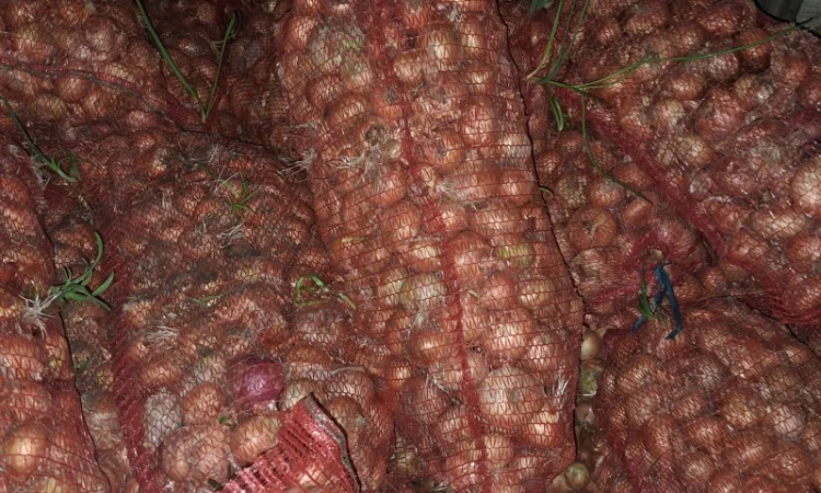 Продаж лука штутгарт на перо - фото № 2