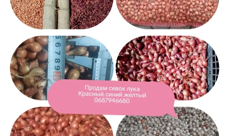 Продаж посадкового лука різних сортів - фото № 1