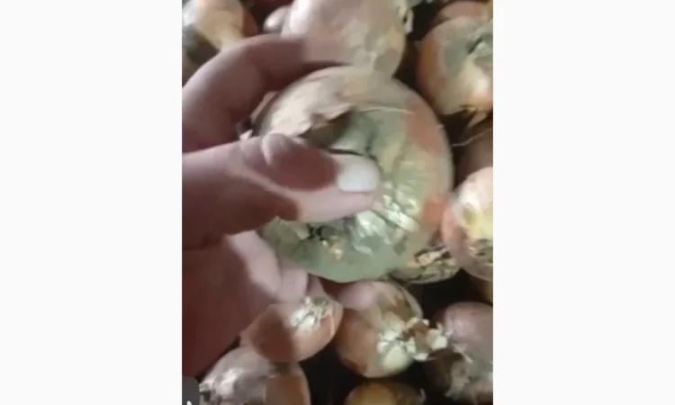 Лук ріпчастий на переробку - фото № 1