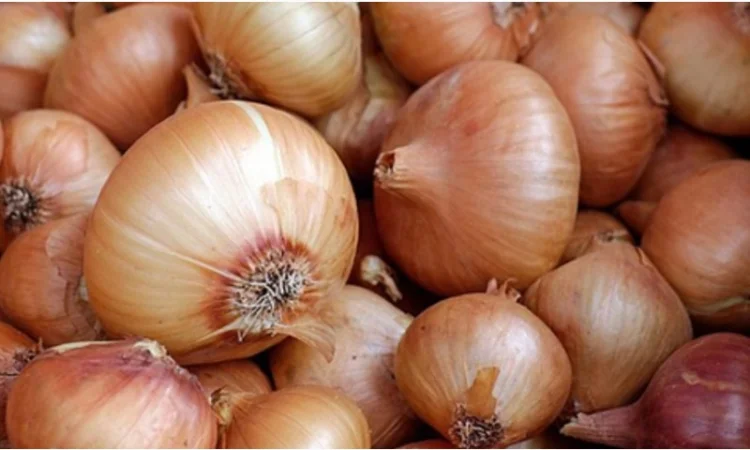 Продаю Цибуля ріпчаста оптом - фото № 1